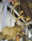 Very Lg. Caribou Head Trophy