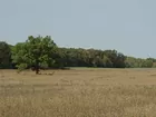 Mailand Trust Farm 33 acres @ $3200/A