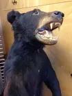 Full Size Taxidermy Bear