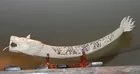 32 L 19th C ivory serpent carved tusk 