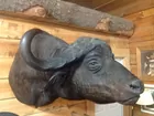 Cape Water Buffalo Full Shoulder Mount