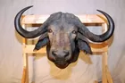 Cape Buffalo Taxidermy Mount