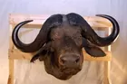 Cape Buffalo Taxidermy Mount