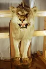 African Lion Taxidermy Mount