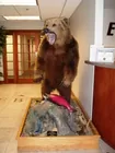 Grizzly Bear Taxidermy Mount
