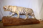 Tiger Taxidermy Mount