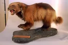 Wolverine Taxidermy Mount