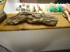 petrified wood