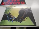 Horse picture