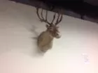 Caribou mount