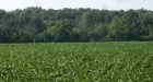 Woods & Soybean Field