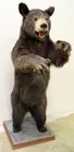 Full Mount Brown Bear