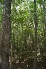 Beautiful Wooded Acreage in Evansville