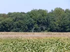 147 Acres in Posey County, Tillable & Wooded