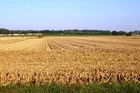 216+/- Acres Gibson CountyFarm 