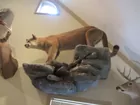 Mountain Lion