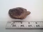 East TN Turtle Clay Pipe Artifact