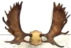 Mounted Moose Antlers