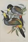 Gould & Richter Colored Engraving