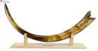 Siberian Mammoth Tusk (Mammuthus primigenius)