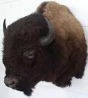 Buffalo taken in Wyoming