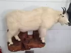 Mountain Sheep
