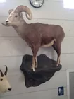 Mountain Ram