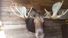 Moose