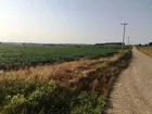 72+/- Acres of Posey County Land