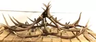 Large Elk Antler Chandelier