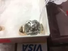 32 o 14K Masonic Ring