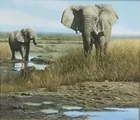 Craig Bone (b1955) Oil On Canvas Elephant Painting