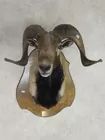 MOUNTED GOAT HEAD