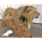 Male African Lion Taxidermy Full Mount