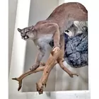 Full Mountain Lion Taxidermy Cougar Mount