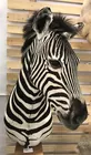 Zebra Head Taxidermy Trophy Mount