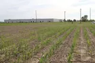 21 Acres Near Mt Vernon, IN