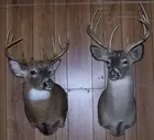 LETS TALK AUCTION Co. 15 pt & 11 pt Deer Mounts