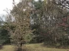 43 Wooded Acres in Evansville, IN