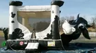 Cow Bounce House