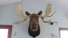 Moose Shoulder Mount Taxidermy