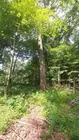 Timber