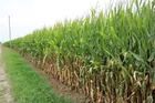 39.8+/- Acres Prime Gibson Co Farmland!