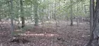  7.5 acre unimproved wood lot