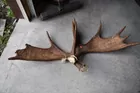 Antlers