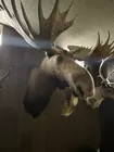 Yukon moose 