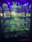 Entire collection of uranium glass 