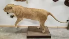 FULL BODY LION MOUNT IN LIFTED POSITION