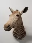 AFRICAN ZEBRA TAXIDERMY SHOULDER MOUNT