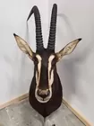 SABLE ANTELOPE SHOULDER MOUNT